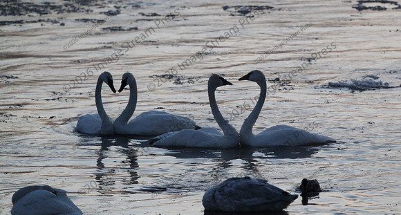 Wintering Trumpeter Swans - Monticello, Minnesota