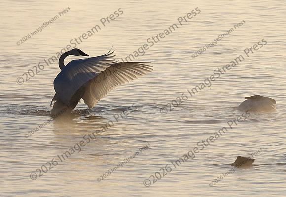 Trumpeter Swan - Monticello, Minnesota