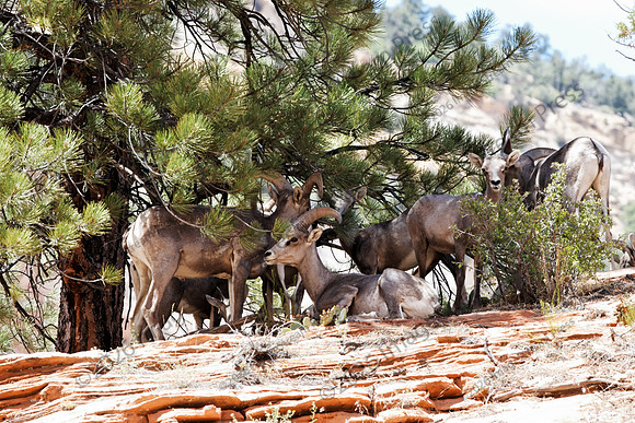 Big Horn Sheep - Zion National Park