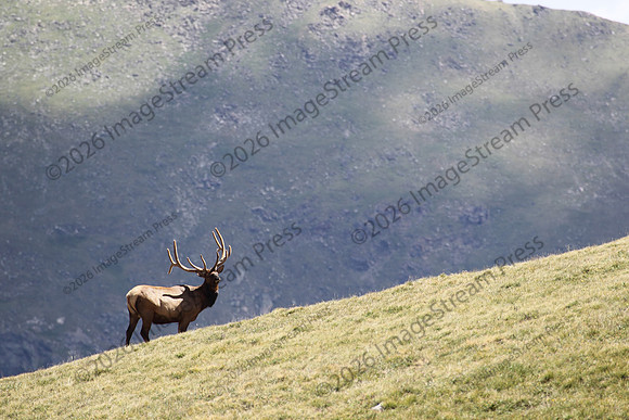 Bull Elk - Rocky Mountain National Park