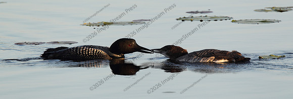 Common Loons - Sherburne National Wildlife Refuge