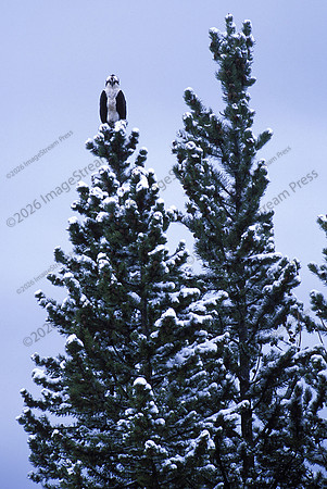 Osprey - Yellowstone National Park