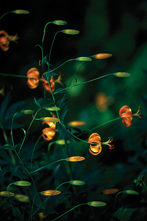 Turks Cap Lily - Blue Ridge Parkway