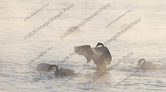 Trumpeter Swan - Monticello, Minnesota