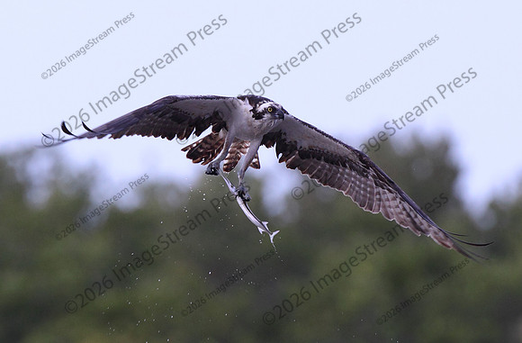 Osprey Snags a Fish - J.N. "Ding" Darling National Wildlife Refuge