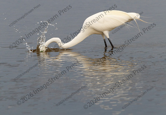 Great Egret - J.N. "Ding" Darling National Wildlife Refuge