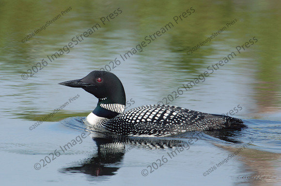 Common Loon - Sherburne National Wildlife Refuge