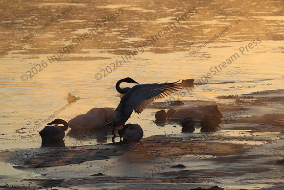 Trumpeter Swans at Sunrise - Minnesota