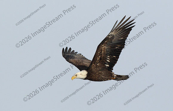Bald Eagle - Minnesota River National Wildlife Refuge