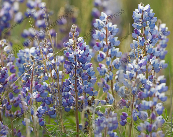 Wild Lupine - Sherburne National Wildlife Refuge