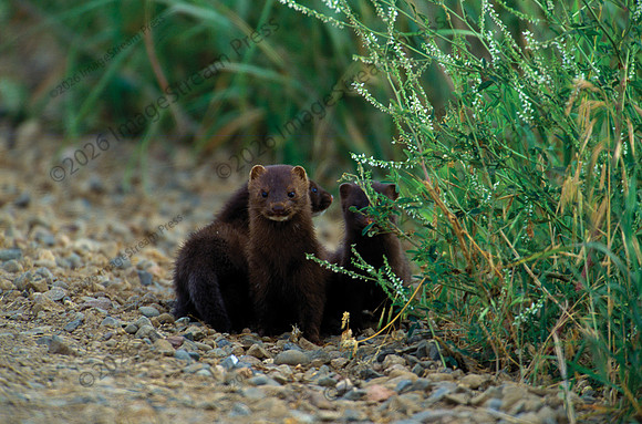 Young River Otters - Sherburne National Wildlife Refuge