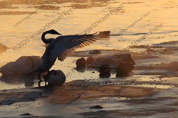 Trumpeter Swans at Sunrise