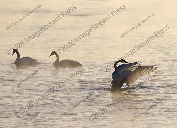 Trumpeter Swan - Monticello, Minnesota