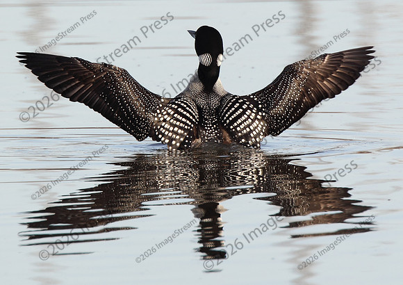 Common Loon - Sherburne National Wildlife Refuge