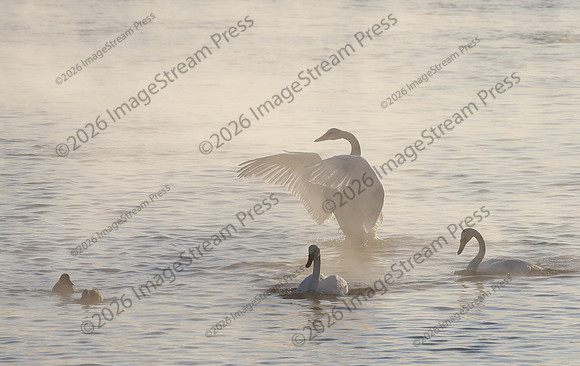 Trumpeter Swan - Monticello, Minnesota