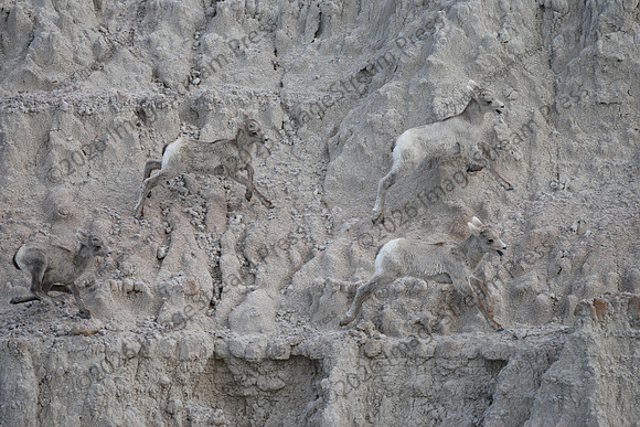 Bighorn Sheep - Badlands National Park