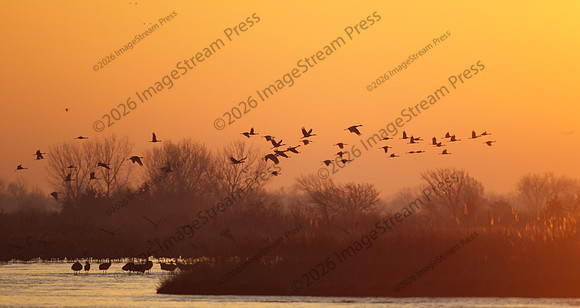Sandhill Cranes - Platte River Nebraska