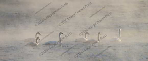 Trumpeter Swan - Monticello, Minnesota