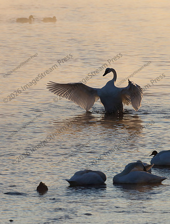 Trumpeter Swan - Monticello, Minnesota