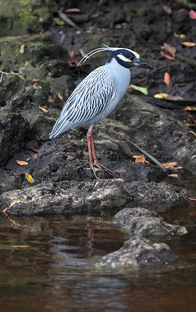 Yellow-crowned Night-heron - J.N. "Ding" Darling National Wildlife Refuge