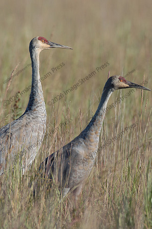Sandhill Cranes - Sherburne National Park